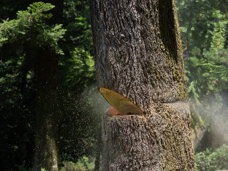 Abattage professionnel d'un arbre