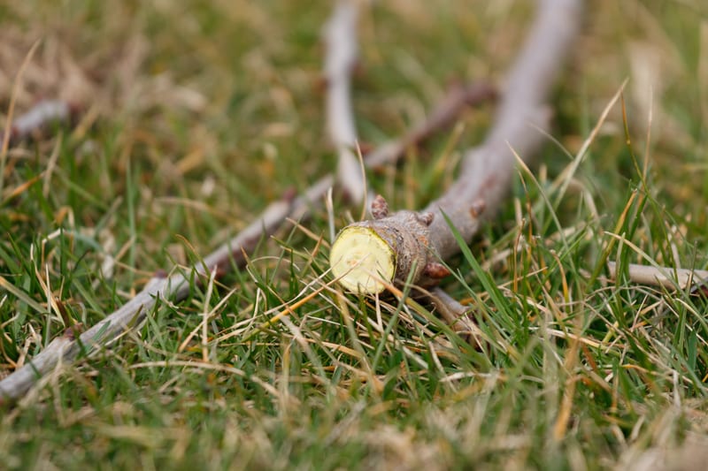Élagage professionnel d'un arbre