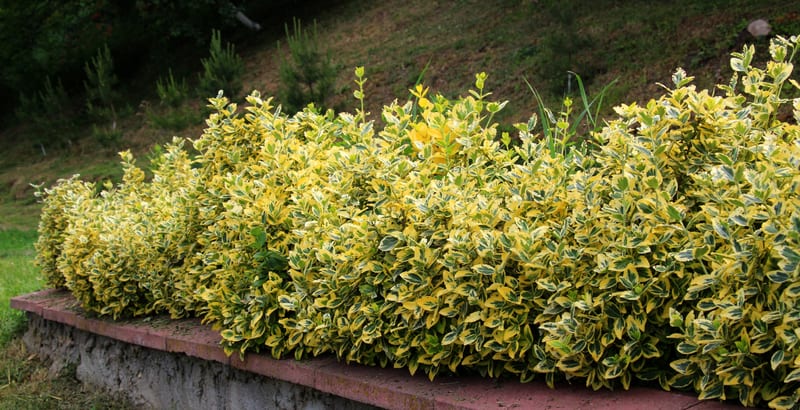 Arbustes et plantes ornementales dans un jardin