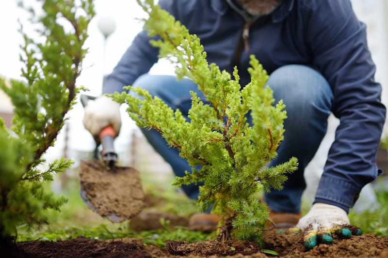 Plantation d'un jeune arbre dans un jardin